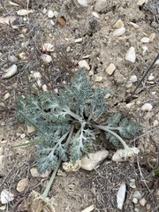 Vesper purpurascens