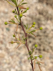 Vachellia vernicosa