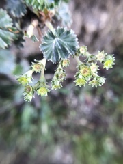 Alchemilla orbiculata