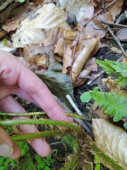 Dryopteris affinis borreri