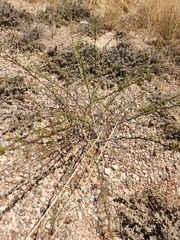 Vachellia vernicosa