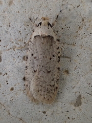 Agonopterix adspersella