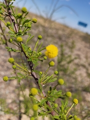 Vachellia vernicosa
