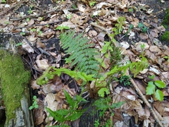 Dryopteris affinis borreri