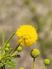 Vachellia vernicosa