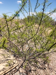 Vachellia vernicosa