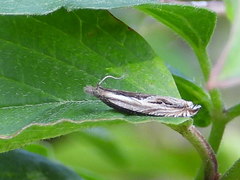 Ancylis apicella
