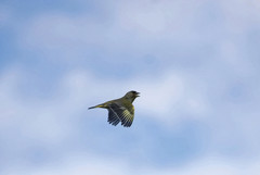 Chloris chloris