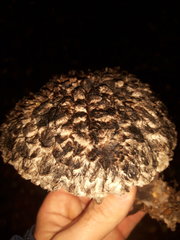 Strobilomyces strobilaceus
