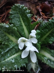 Primula hookeri