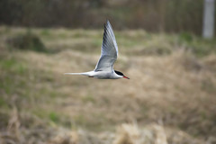 Sterna hirundo