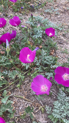 Callirhoe involucrata