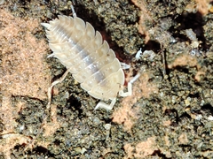 Lucasius pallidus