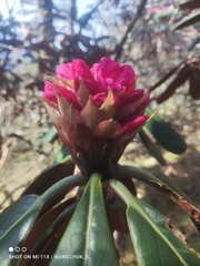 Rhododendron hodgsonii