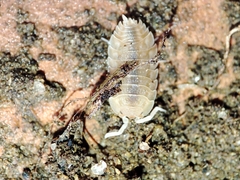 Lucasius pallidus