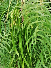 Prosopis glandulosa