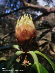 Rhododendron hodgsonii
