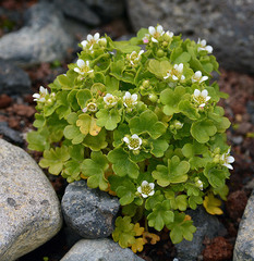 Saxifraga bracteata