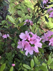 Rhododendron minus