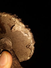 Strobilomyces strobilaceus