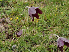 Pulsatilla rubra