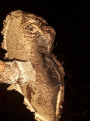 Strobilomyces strobilaceus