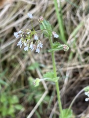 Draba muralis