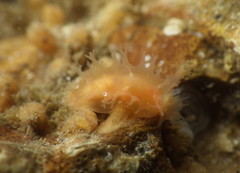 Tritonicula myrakeenae