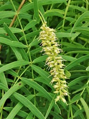 Prosopis glandulosa