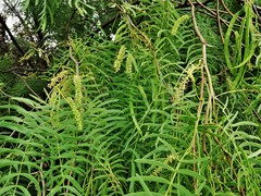 Prosopis glandulosa