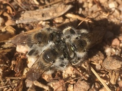 Diadasia bituberculata