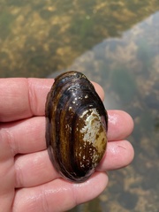 Leaunio umbrans