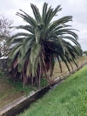 Phoenix canariensis