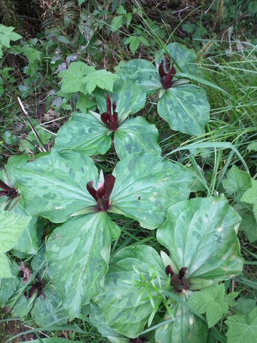 Image of Trillium kurabayashii by no rights reserved
