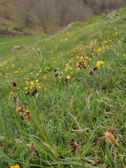 Luzula campestris campestris