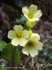 Primula elongata