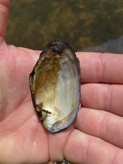 Leaunio umbrans
