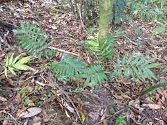 Chamaedorea quezalteca