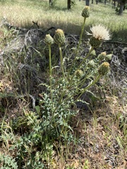 Cirsium cymosum