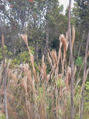 Andropogon bicornis