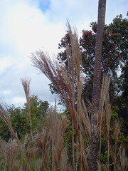 Andropogon bicornis