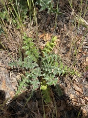 Cirsium cymosum