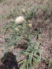 Cirsium cymosum