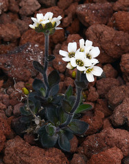 Draba borealis