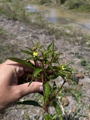Ludwigia erecta