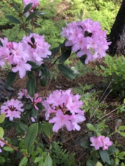 Rhododendron minus