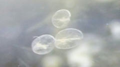 Noctiluca scintillans