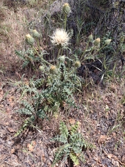 Cirsium cymosum