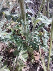 Cirsium cymosum
