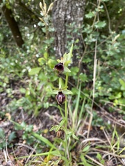 Ophrys sphegodes passionis
